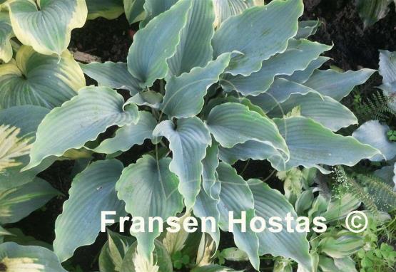 Hosta Neptune